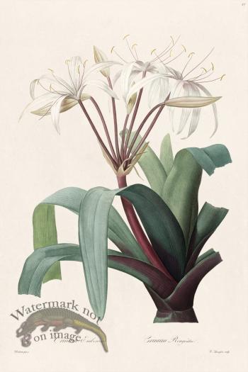 Les Liliacees Redoute 027